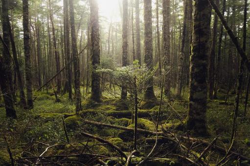 Photo, natural, wood, woods, 