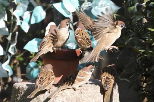 すずめ餌場群れの写真