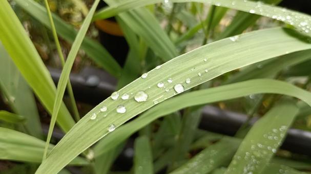 雨上がり 雨上がりの写真