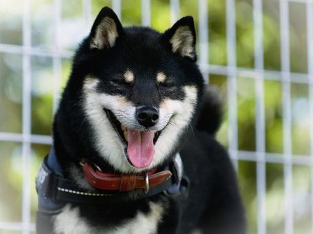 Photo, dog, shiba inu, shibainu, 
