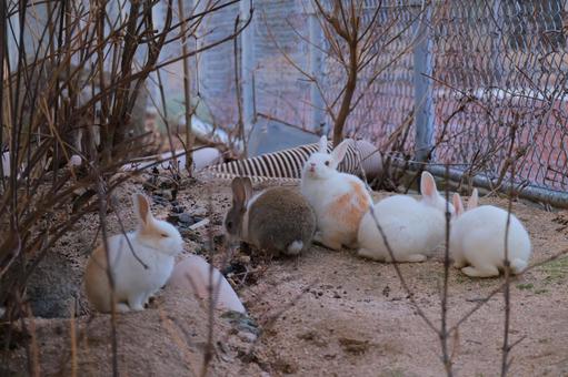 Photo, rabbit, baby, animal, 