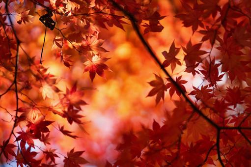 紅葉 紅葉の写真
