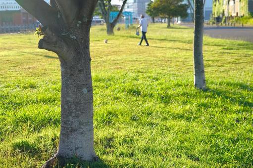早朝、公園、グリーン 早朝、公園、グリーンの写真