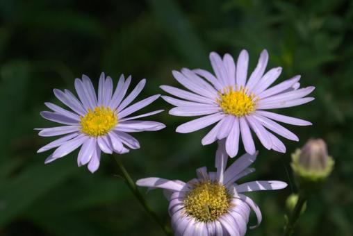 夏の庭に咲く紫色のキク科の花 キク科,花,紫色の写真素材