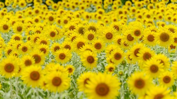 満開のひまわりが揺れる7月の風景 満開のひまわりが揺れる7月の風景の写真