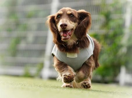 走るミニチュアダックス 走るミニチュアダックス 犬,ミニチュアダックス,dogの写真素材