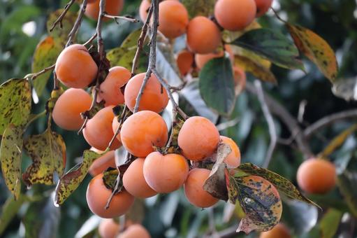 たわわになったオレンジ色の柿の実のある枝 たわわに,なった,オレンジ色の写真素材