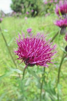 郊外の野原に咲くアザミの花 郊外の野原に咲くアザミの花の写真