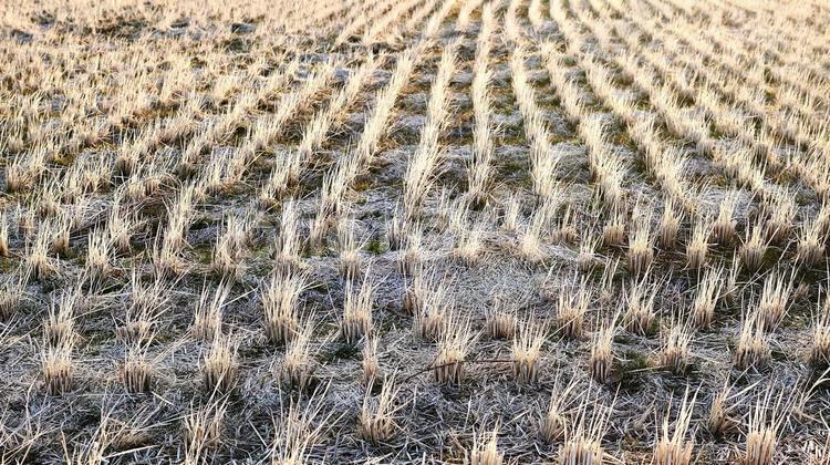 稲が刈り取られた後の冬の田んぼ 田んぼ,干し草,稲の写真素材