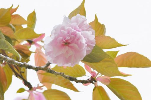 紅色の八重桜　関山 桜,関山,八重桜の写真素材