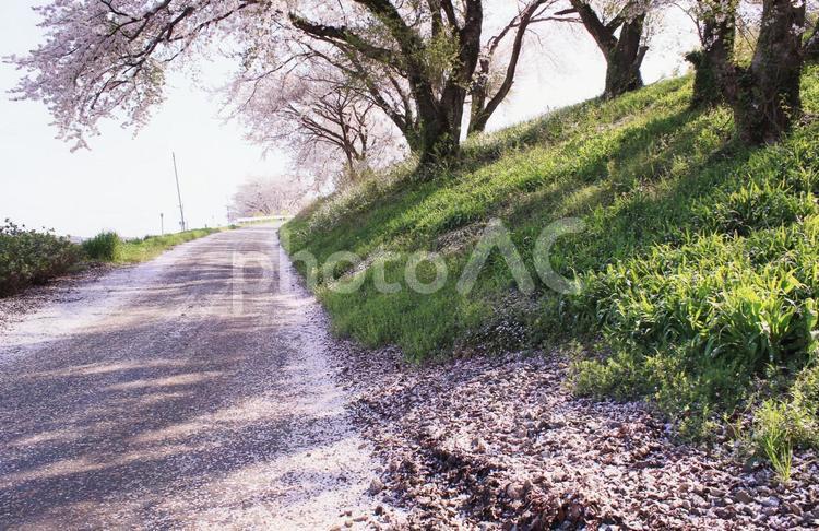 坂道から見た桜並木と道に落ちている桜の花びらです 桜,春,坂道の写真素材