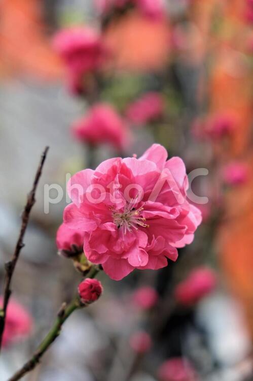 福徳の森の花々３ もも,屋外,日本の写真素材