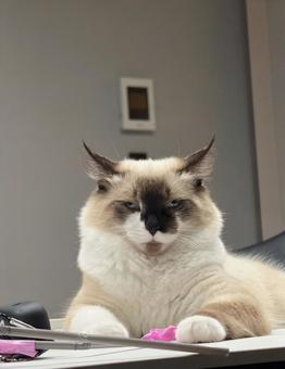 眠たい猫 ラグドール,猫,眠いの写真素材