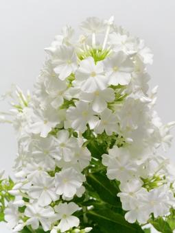白色のフロックスの花 白色のフロックスの花の写真
