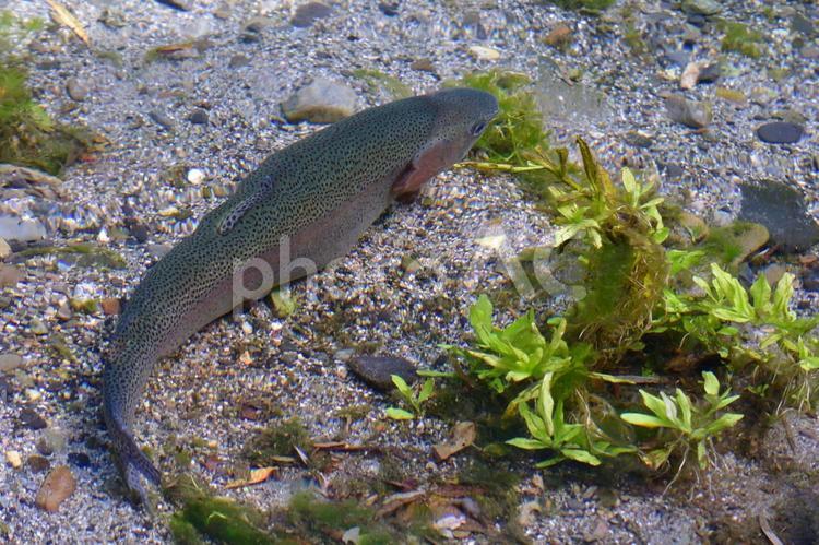 透き通った水中を泳ぐニジマス３ ニジマス,魚,淡水魚の写真素材