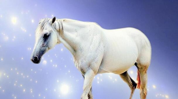 白馬 背景 青キラキラ 白馬,馬,ホースの写真素材