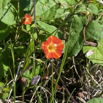 Flower マルバルコウ,サツマイモ科,小さい花の写真素材