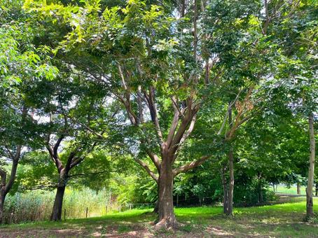 公園の大木 公園の大木の写真