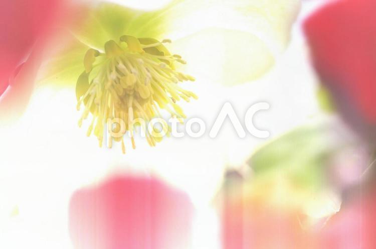 クリスマスローズのクローズアップイメージ イメージ,花,マクロの写真素材