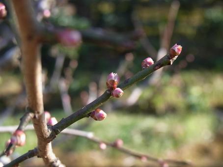 冬、里山の梅の花はまだつぼみ 冬、里山の梅の花はまだつぼみ 梅,木,花の写真素材