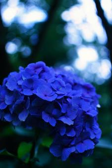 青い一輪の紫陽花 青い一輪の紫陽花の写真