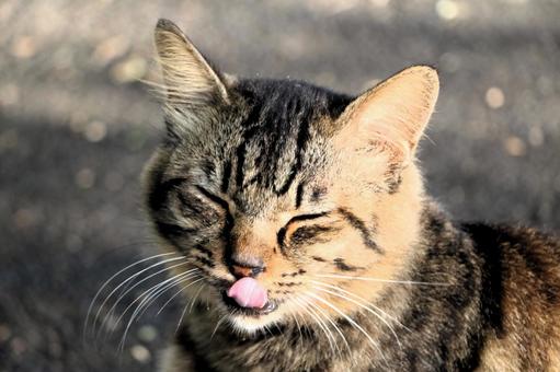 キジトラ猫の写真