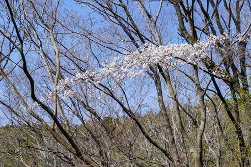 春の光を浴びる桜 春の光を浴びる桜の写真