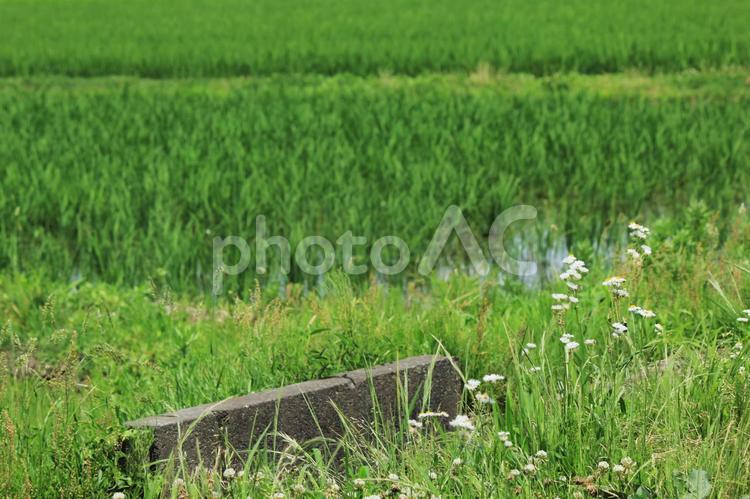 水田の手前に咲く小さな白い花 夏,白い花,水田の写真素材