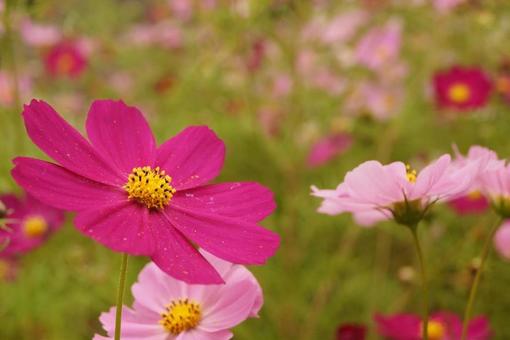 コスモス　～秋の風景よりの写真