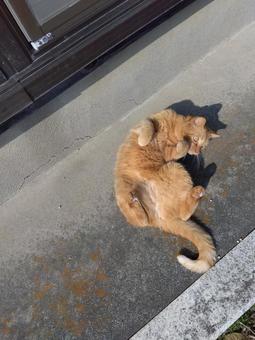 猫の戯れ 猫の戯れの写真