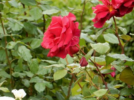 【薔薇の写真】バラの花 【薔薇の写真】バラの花 薔薇,植物,自然の写真素材