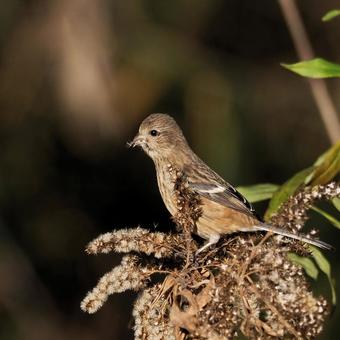 ベニマシコ♀ ベニマシコ♀ ベニマシコ,メス,野鳥の写真素材