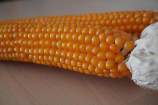 Corn for popcorn, JPG