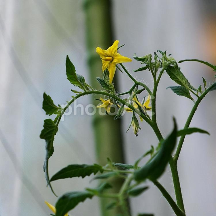 家庭菜園：ミニトマトの花 夏野菜,トマト,ミニトマトの写真素材