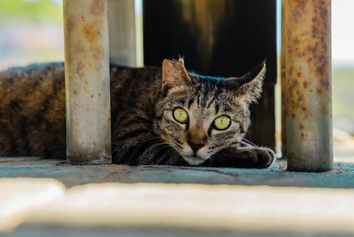 【長崎】雲仙地獄で出会った猫 【長崎】雲仙地獄で出会った猫の写真
