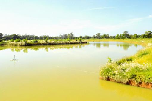 ルンビニ聖園の堀　ネパール　1 ルンビニ,ネパール,池の写真素材