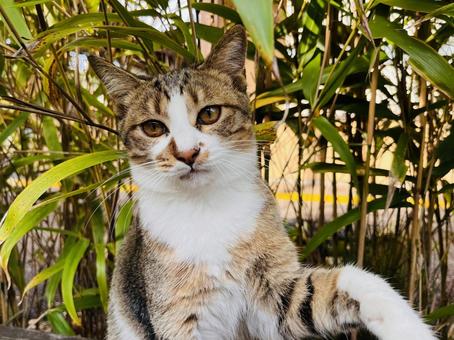 可愛いにゃんこ ねこ,ネコ,かわいいの写真素材