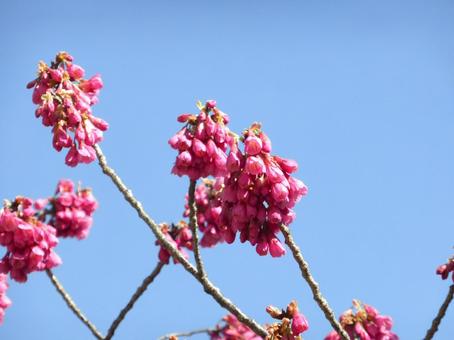咲きかけのツボミが集まるカンヒザクラ 咲きかけのツボミが集まるカンヒザクラ カンヒザクラ,桜,花の写真素材