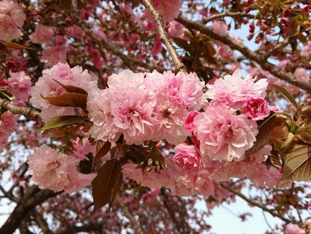 八重桜1の写真