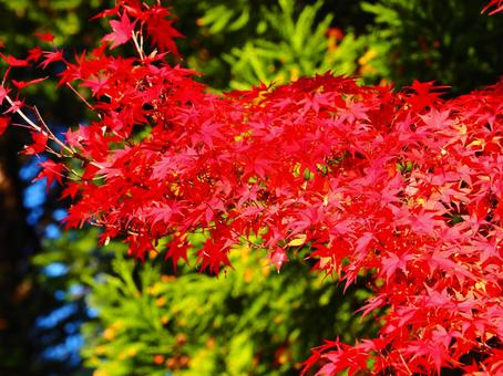 紅葉（生坂・京ヶ倉） 紅葉,もみじ,秋の写真素材