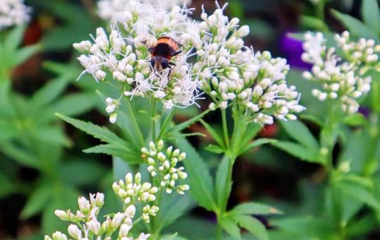 食事中 藤袴,オオハナアブ,花の写真素材
