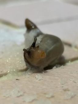 これは例の料理店だ！ ナメクジ,料理店,なぜかうまいの写真素材