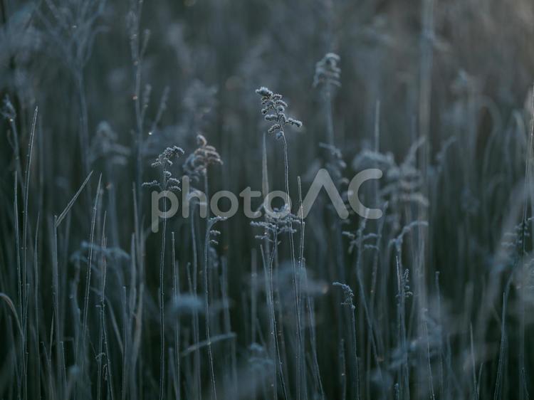 冬の枯れ草 冬の枯れ草,枯れ草,冬の写真素材