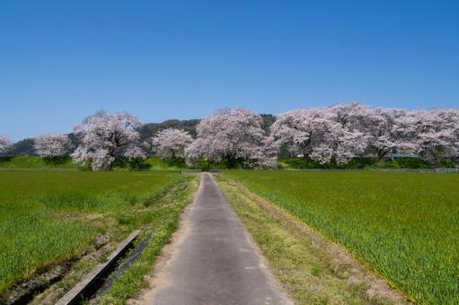 桜満開の麦畑と農道 桜満開の麦畑と農道 桜,道,畑の写真素材