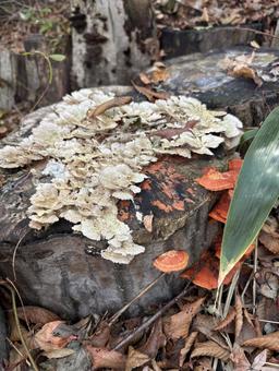 切り株 自然,木,樹木の写真素材