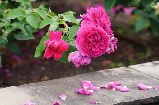 薔薇の香りに包まれて 薔薇の香りに包まれての写真