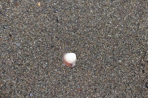 砂浜の砂に埋まる白い貝殻 砂浜,砂,埋まるの写真素材