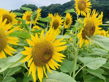 Photo, sunflower, background, lively, 