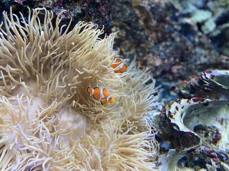 カクレクマノミ イソギンチャク 水族館 カクレクマノミ イソギンチャク 水族館 クマノミ,カクレクマノミ,クラウンフィッシュの写真素材
