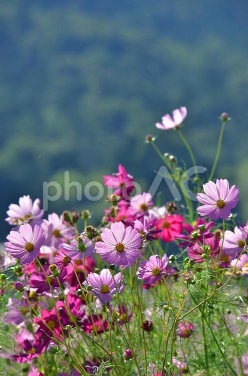 青空バックに咲くコスモスの花　秋イメージ コスモス,秋桜,花の写真素材